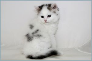 Female Siberian Kitten from Deedlebug Siberians